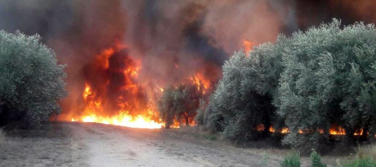 incendio-forestal-la-rioja