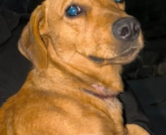 PERRO